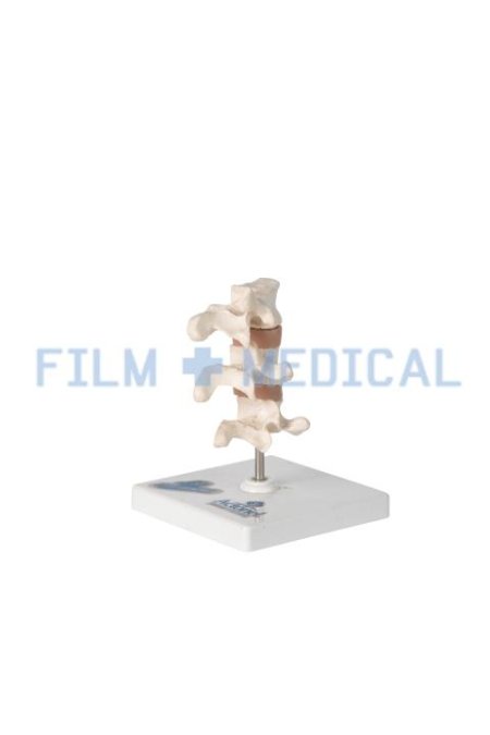 Anatomical Model of the Spine